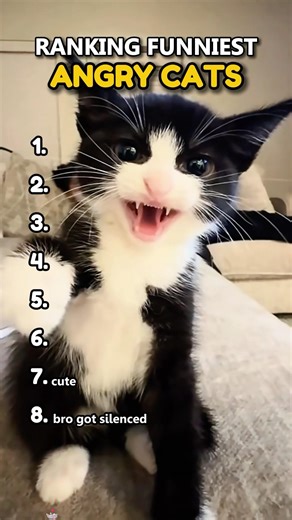 Ranking Angry Cat Moments😡 #funnycats #catshorts #catmemes #viral