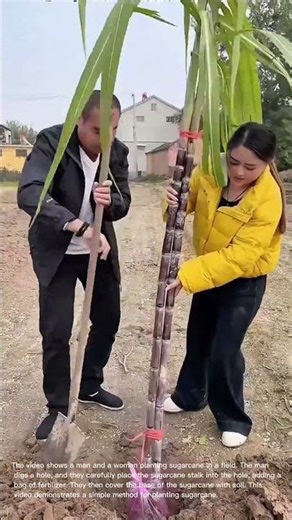 Planting Sugarcane: A Simple Farming Technique