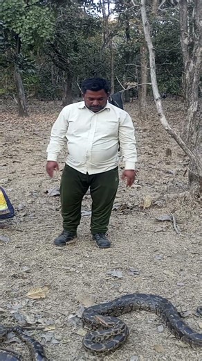 Indian rock python snake attacking position