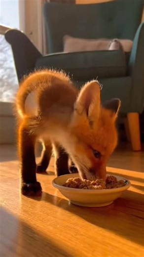 “From Snowy Danger to Home ❄️🦊 Fox Cub Rescue #AnimalRescue #WildlifeShorts” | Humanity for Animals