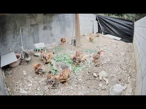 🔴🐔 Live Chicken Farm Cam | Real Farm Life, Watch Chickens Eat, Run & Grow🐔 养鸡场实时直播｜看鸡吃饭、跑动、成长全过程