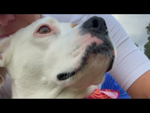 A Dog’s Journey to Baseball Hall of Fame playing baseball like a person. Coda Live#mlb #softball