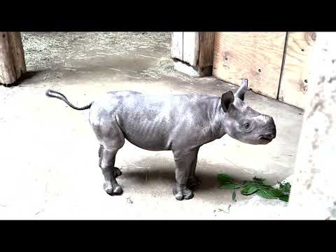 New baby rhino at the Lincoln Park Zoo