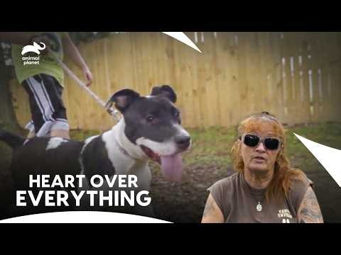 Tia Torres and the Emotional Side of Rescue | Pit Bulls & Parolees S10 | Animal Planet India