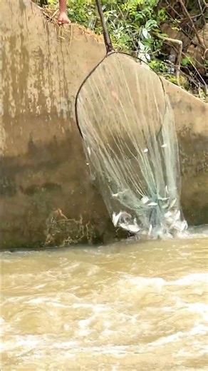 Real Life 100% Net Fishing In River At The Countryside (Part 1541) #fishing #fish #new