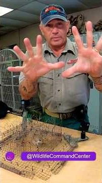 How to use the BC #hawkrescue #wildliferescue #shorts
