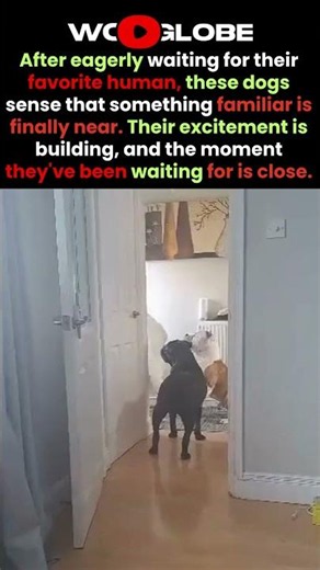 They Waited by the Door… Then Their Favorite Person Came Home 🥹🐶❤️