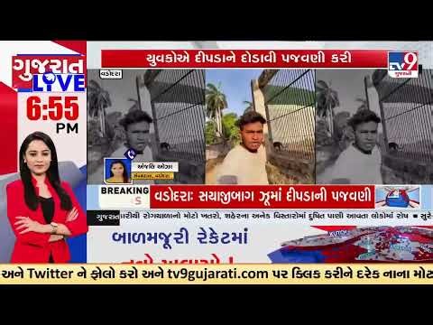 Leopard Harassed at Vadodara Zoo | Viral Video Sparks Outrage | Gujarat | TV9Gujarati