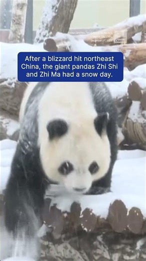 Giant Pandas Flip For Blizzard