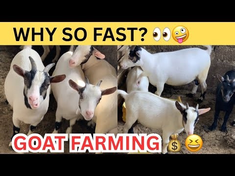 This Is Why Goat Farming Is Growing Fast 🐐💰
