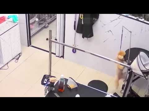 Dog narrowly avoids injury after jumping off grooming table in Guangdong, China