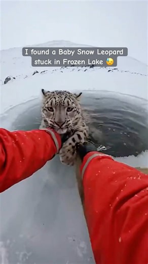 I found this little snow leopard cub stuck in a frozen lake and then…