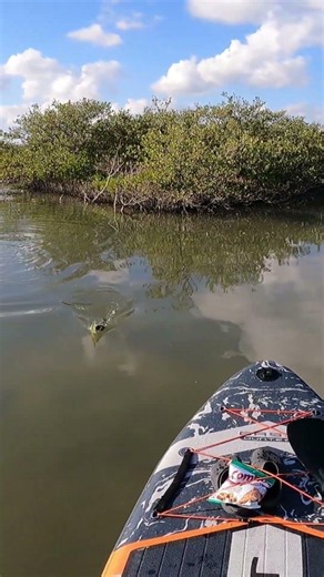 A Nice Mosquito Lagoon Trout #fishing #fishingvideos #paddleboarding #paddleboard #paddleboards