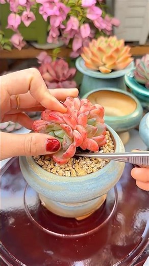 How to Repot Succulents: A Beginner's Step-by-Step Guide