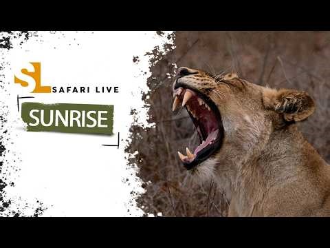 Soaked on safari - SafariLIVE Sunrise - 07 May 2026
