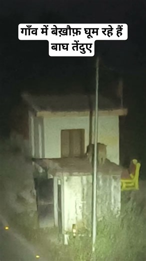 Leopard Jim Corbett National Park | Animals #discovery #shorts #viralshorts #animal #wildlife