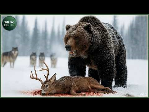 Craziest Grizzly Bear Attacks Ever Caught On Camera | Nature Animal Documentary #173