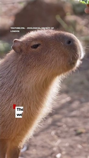 London Zoo animals step onto the scales for annual weigh-in