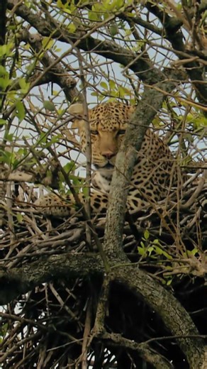 To get the best view this leopard steals the nest of a raptor