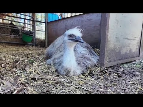 Have you seen Archie? Emu on the loose in Willis area