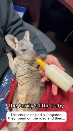 Rescuing an orphaned little joey