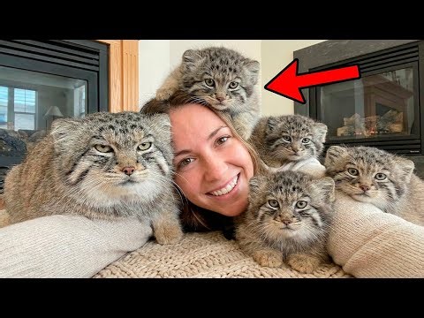 I Saved ONE Dying Manul... He Came Back with an ARMY of Fluffy Kittens! I Was NOT Ready!
