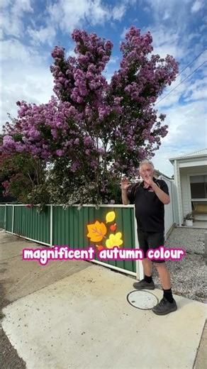 🌸 The Small Tree That Steals the Show in Full Bloom.