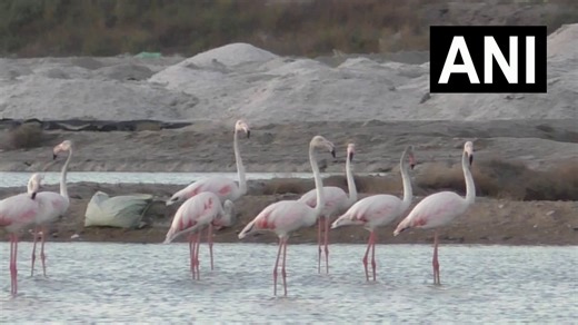 #WATCH | Thoothukudi, Tamil Nadu: On large numbers of migratory flamingos arriving along East Coast road salt pans, Senior Research Associate & Coordinator, Ashoka Trust for Research in Ecology and the Environment (ATREE), Tirunelveli district, Mathivanan says, “Flamingos are tall, beautiful and colourful. They arrive in Tirunelveli, Thoothukudi and Kanyakumari districts. The coastal habitat, such as salt pans, creeks, and the inland water bodies, provides good food habitat to these flamingos. W