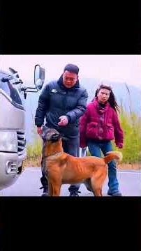 The Loyal Dog That Saved Many Lives