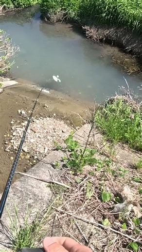 Japanese Catfish Bites: Ultimate Fishing Compilation