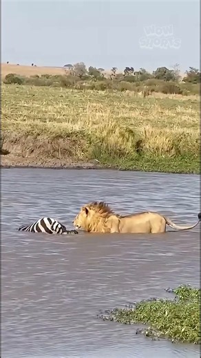 A lion cautiously approaches a zebra carcass left behind by crocodiles