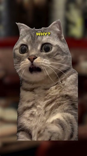 I Want The Money 😤 (CAT MEMES🐈) @NutshellAnimations #shorts