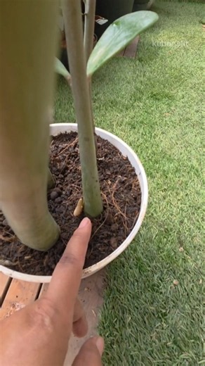 How to Properly Care for Your ZZ Plant