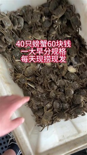 40只螃蟹60元，一大早就在这打蟹分规格了，全国可以邮寄，今天寄明天到，要货的和我订，嘎嘎肥嘎嘎开门，搞起来#螃蟹#六月黄#大闸蟹