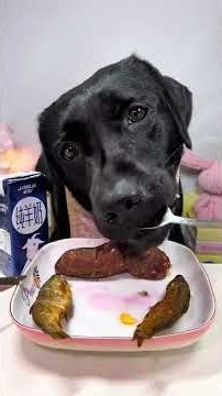 Food Is the Universal Peace Offering. Labrador. Cute Pet Debut Plan