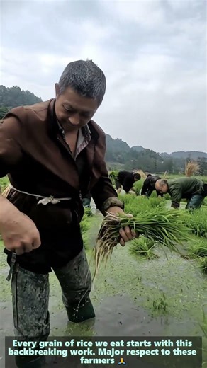 Traditional Rice Farming: Pulling Seedlings by Hand