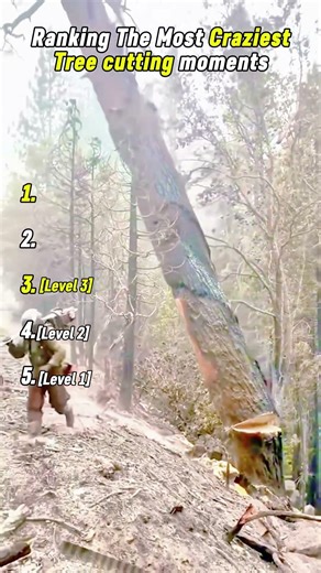 Ranking The Most Craziest Tree Cutting Moments