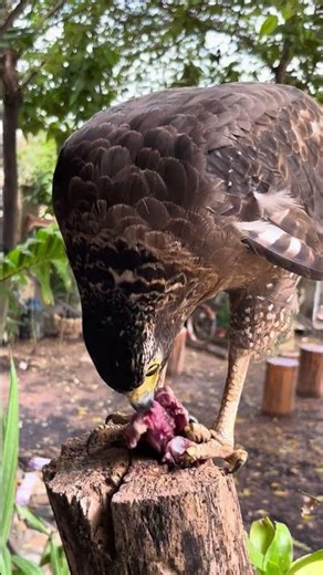 #Hawk #Eagle #Owl #Wildlife #Animal #EagleHawkOwl hawk vs snake, Owl vs snake fight, Eagle Vs Snake,