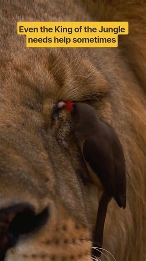 When apex predator gets unexpected checkup Even King of Jungle need help #NatureShorts #Wildlife