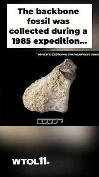 Scientists discover dinosaur fossil hiding in museum drawer