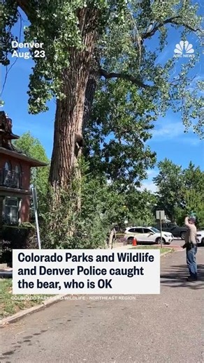 100-pound bear falls out of tree after tranquilization