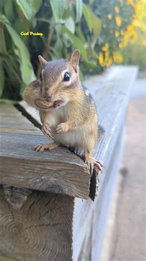 Amazed reaction by chippie #chipmunk #nature #cute #shocked #surprised