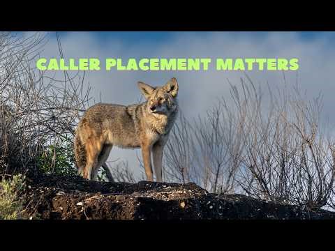 Where Most Hunters Mess Up Their Coyote Stand