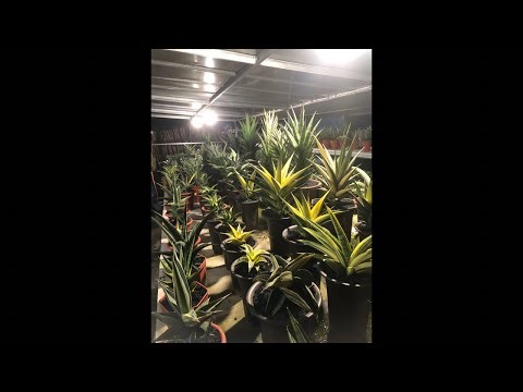 Live special tahun baru