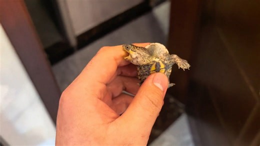 Small turtle bites handler during tank transfer in Jiangsu, China