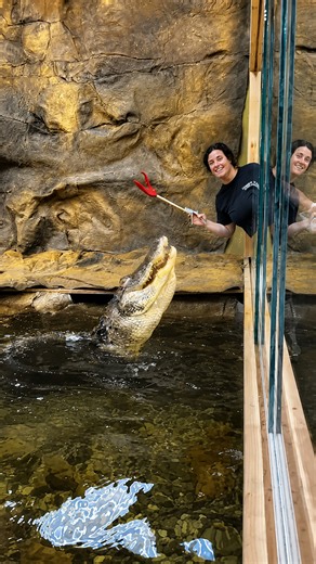 Calculating bull alligator stalks food slowly in an intense test of patience