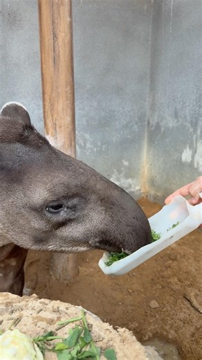 Feeding this amazing Brazilian Tapir is always a delight 🤩 😍 he’s so cute!