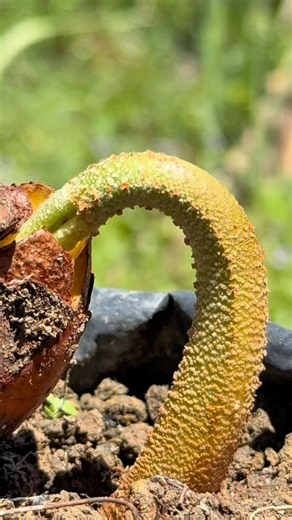 Easy Durian Grafting #reels #fruit #grafting