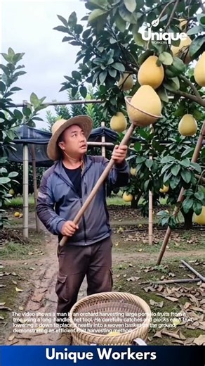 Pomelo Harvesting: Man Using a Special Tool to Pick Fruit from Trees