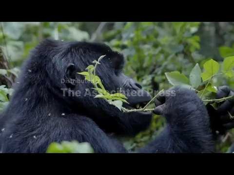 Planting trees to help protect the future for mountain gorillas in Uganda